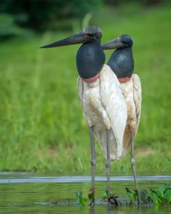 jabirúes