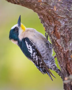 carpintero del cardón