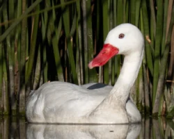cisne coscoroba