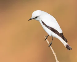 monjita blanca