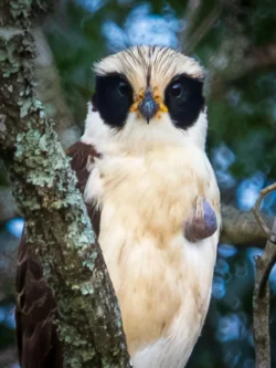 guaicurú