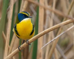 aves2 003 dsc6577