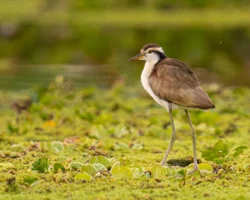 aves2 012 dsc0929