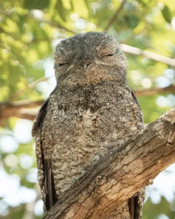 aves2 015 dsc7946