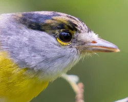 aves2 016 dsc3809