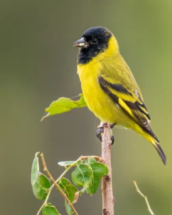 aves2 018 dsc4396