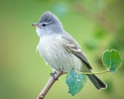 aves2 019 dsc4411