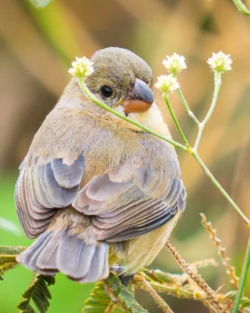 aves2 020 dsc4433