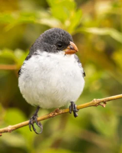 aves2 021 dsc4451