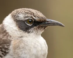 aves2 030 dsc0269