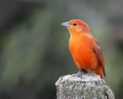 aves2 031 dsc5932