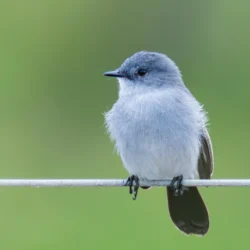 aves2 032 dsc6025